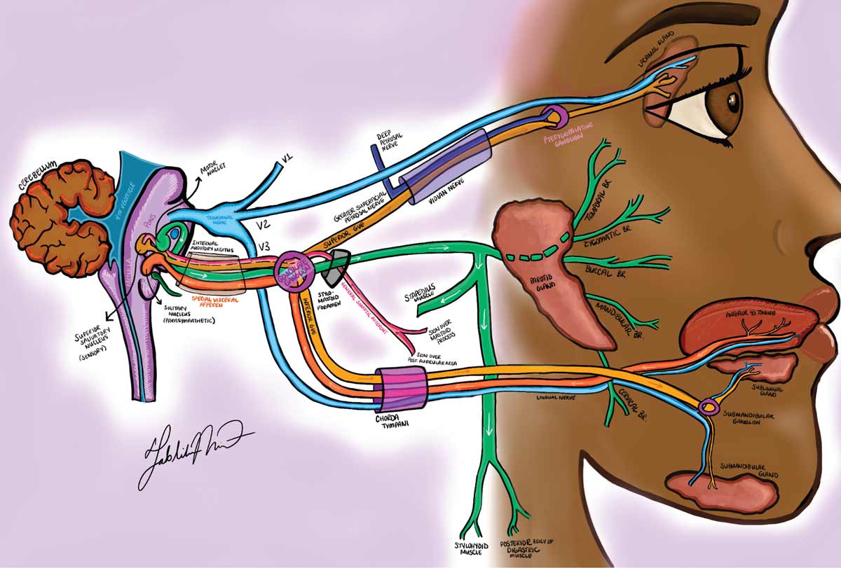 Figure 1. The facial nerve pathway.